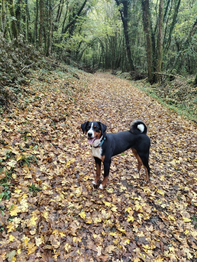 Arwen Des Sources De Féanor