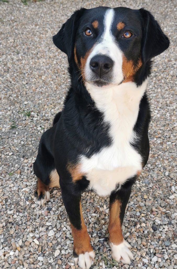 Prochaine portée bébés appenzellois prévue automne 2026